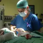 ניתוח הקטנת תנוך ד"ר בנקלר